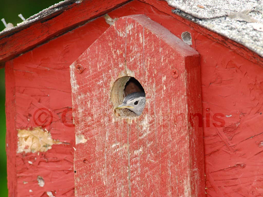 WBNU-AH_White-breasted-Nuthatch