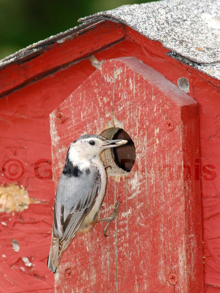 WBNU-AI_White-breasted-Nuthatch