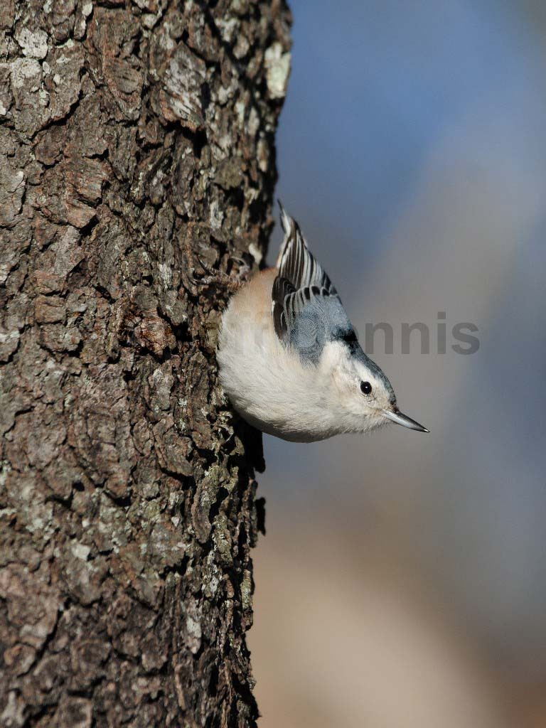 WBNU-AJ_White-breasted-Nuthatch