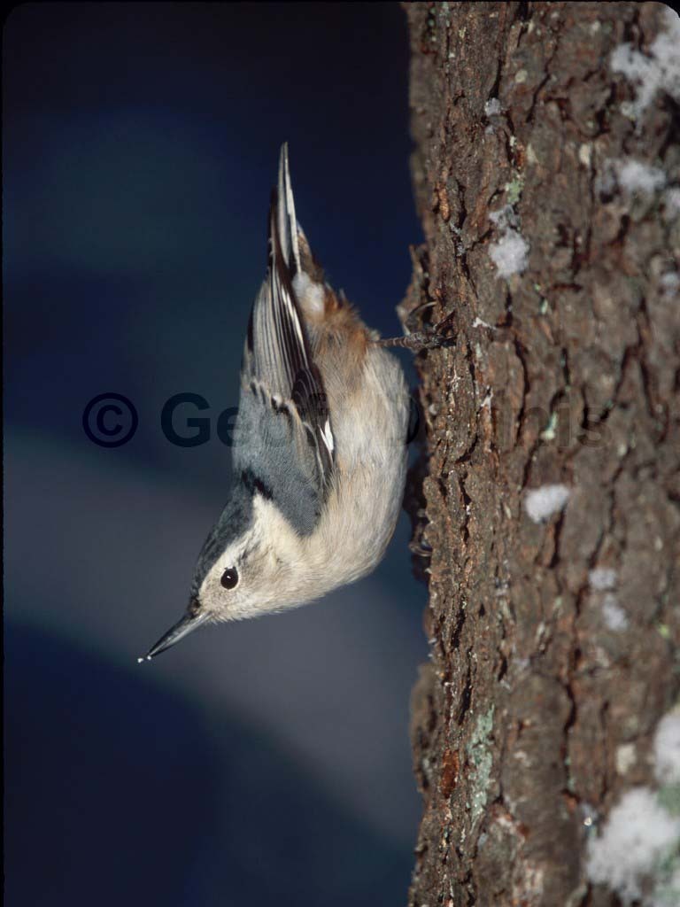 WBNU-AK_White-breasted-Nuthatch