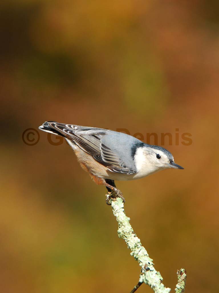 WBNU-AL_White-breasted-Nuthatch