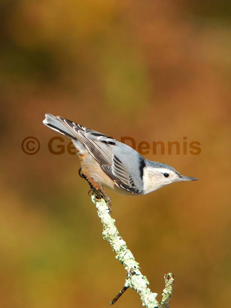 WBNU-AM_White-breasted-Nuthatch