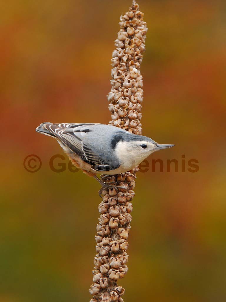 WBNU-AN_White-breasted-Nuthatch
