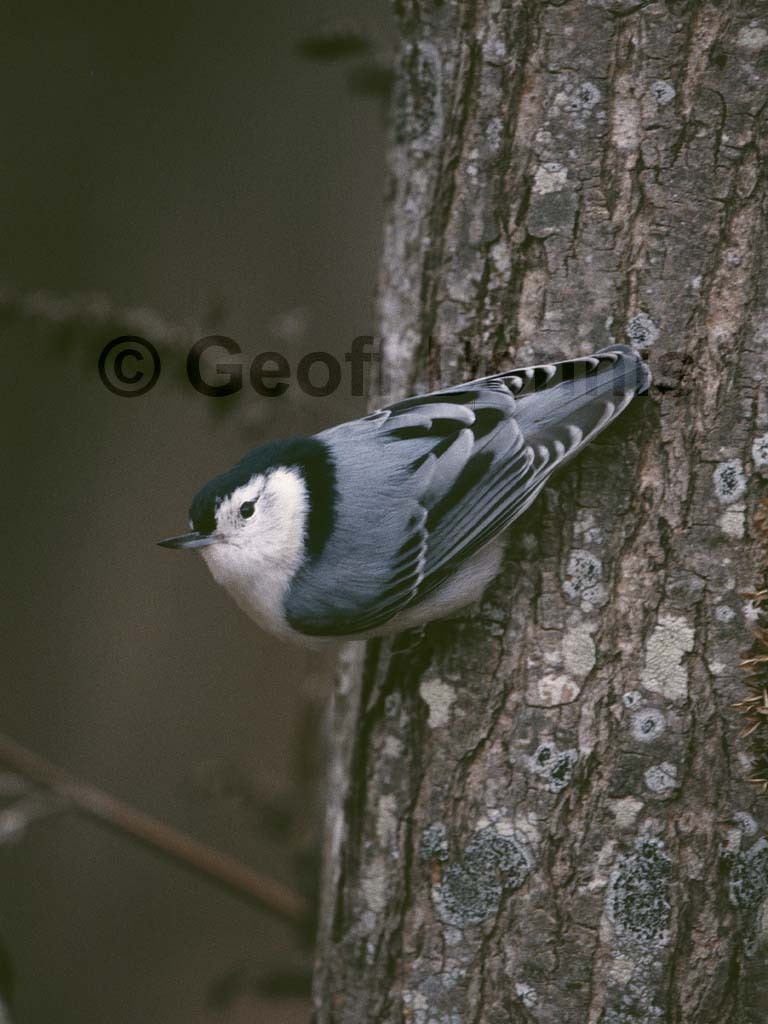 WBNU-AO_White-breasted-Nuthatch
