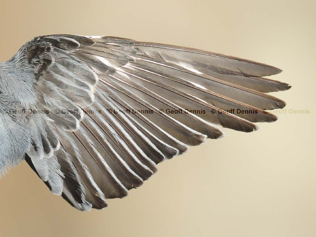 WBNU-AP_White-breasted-Nuthatch