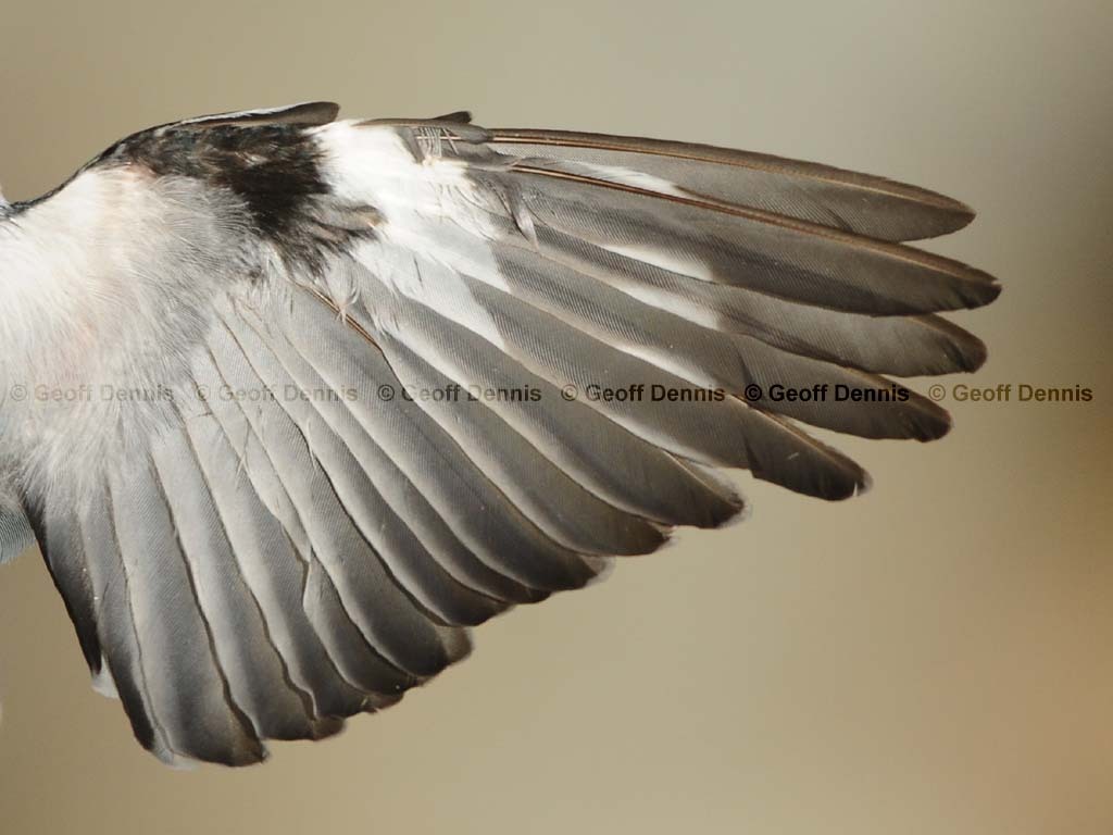 WBNU-AQ_White-breasted-Nuthatch