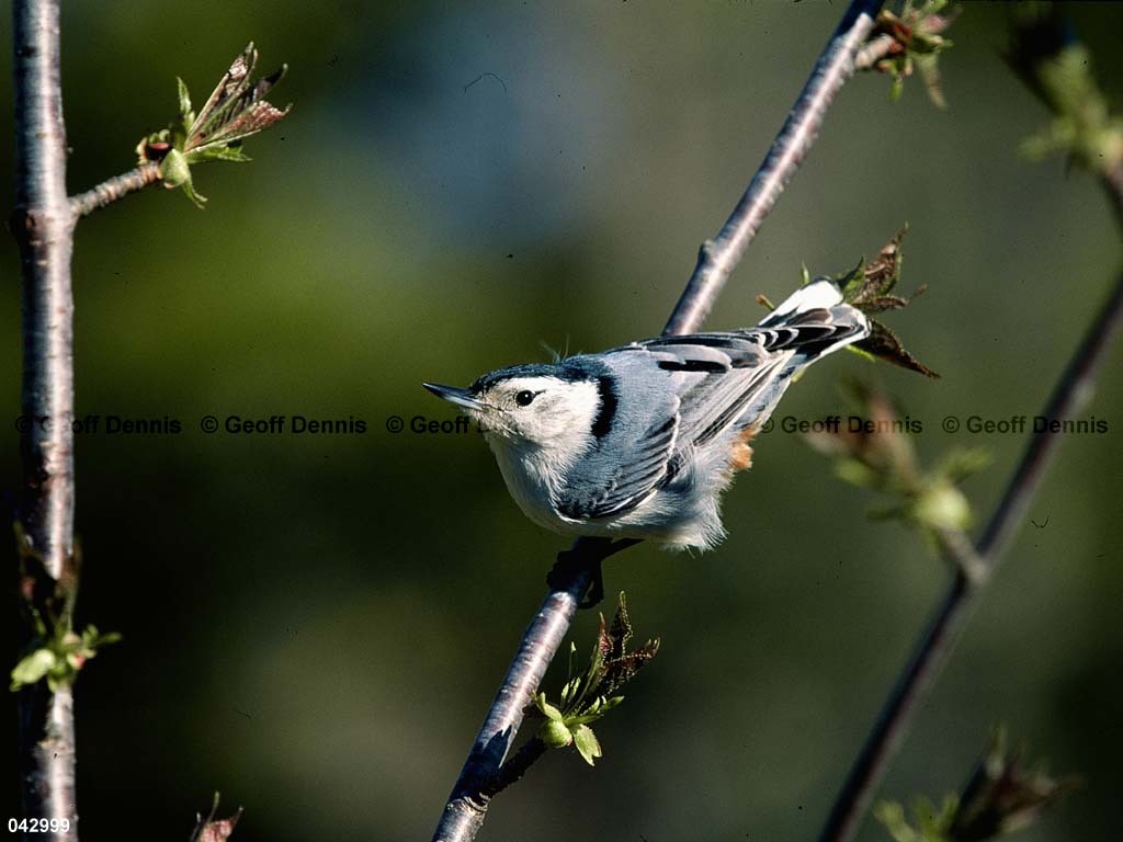 WBNU-AR_White-breasted-Nuthatch