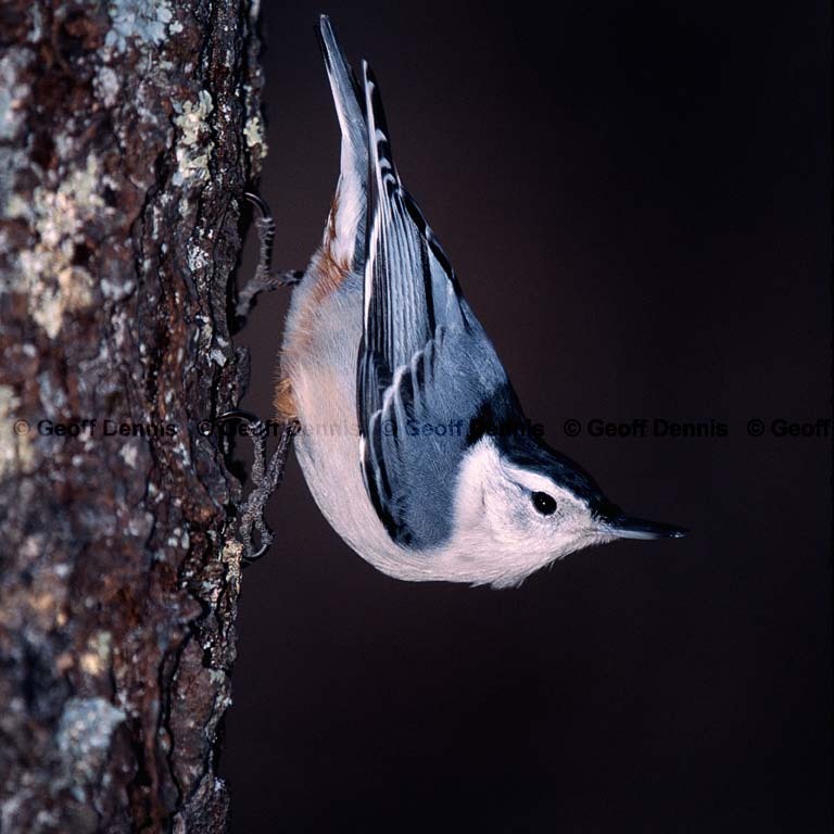 WBNU-AS_White-breasted-Nuthatch