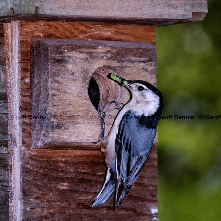 WBNU-AT_White-breasted-Nuthatch