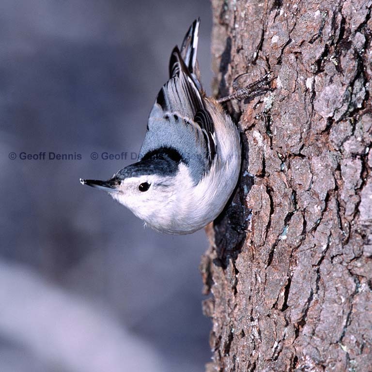 WBNU-AU_White-breasted-Nuthatch
