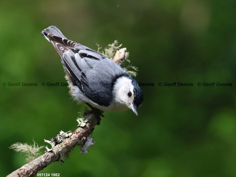WBNU-AV_White-breasted-Nuthatch