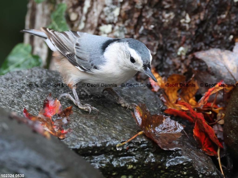 WBNU-AW_White-breasted-Nuthatch