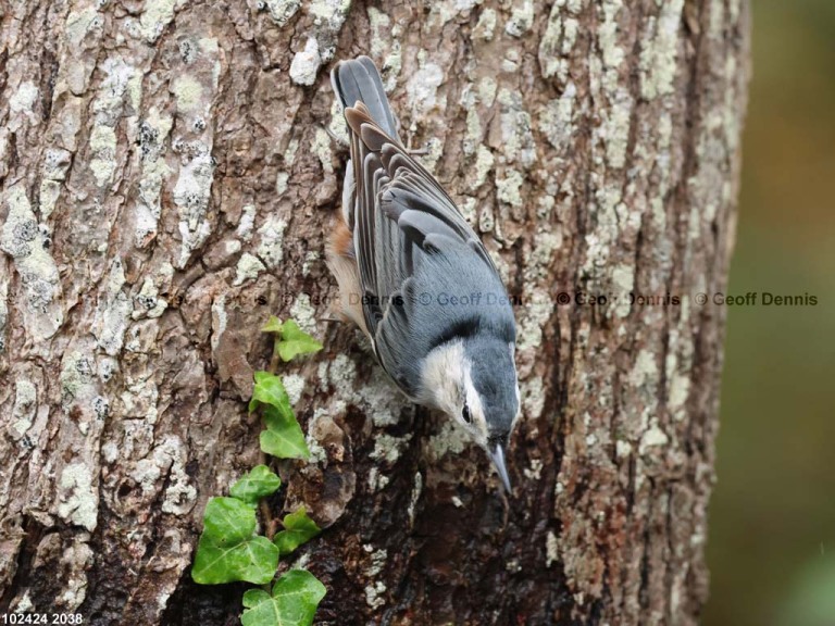 WBNU-AX_White-breasted-Nuthatch