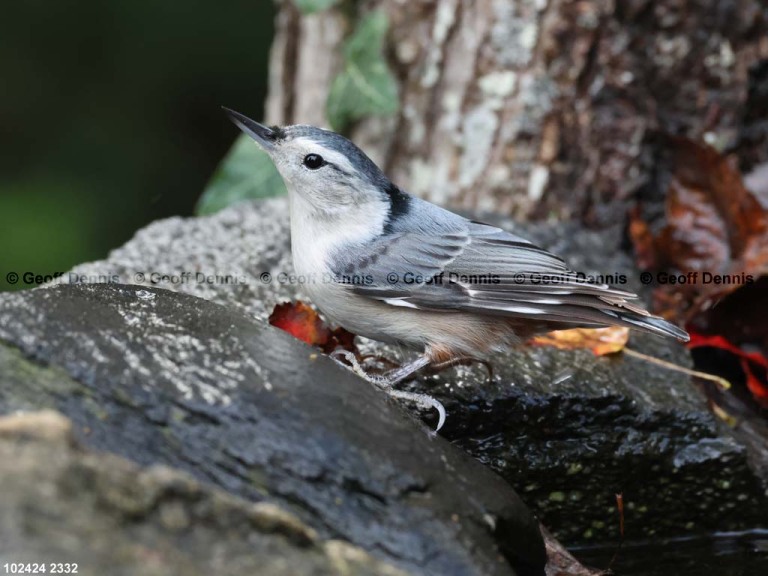 WBNU-AY_White-breasted-Nuthatch