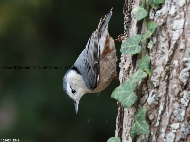 WBNU-AZ_White-breasted-Nuthatch