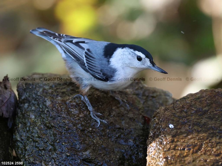 WBNU-BA_White-breasted-Nuthatch