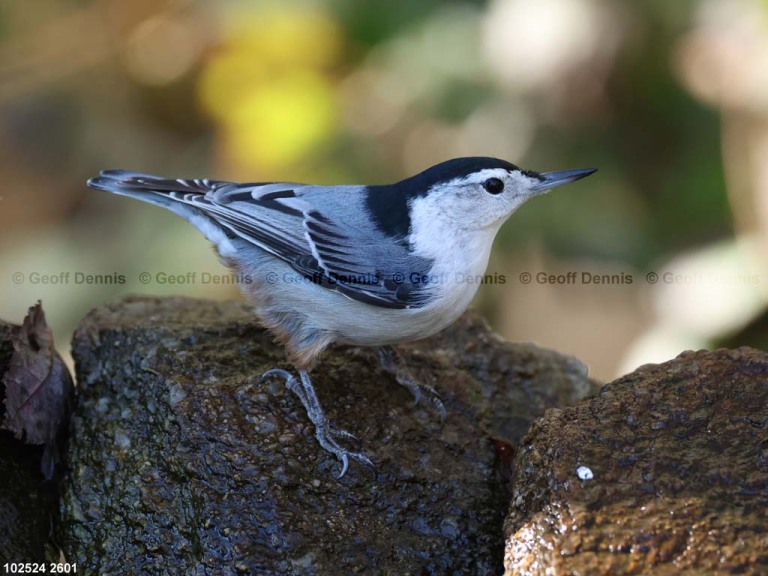 WBNU-BB_White-breasted-Nuthatch