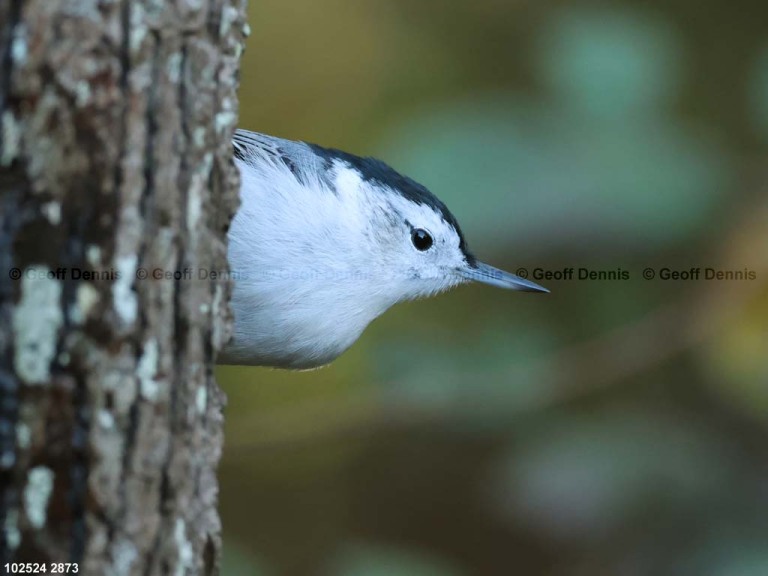 WBNU-BC_White-breasted-Nuthatch