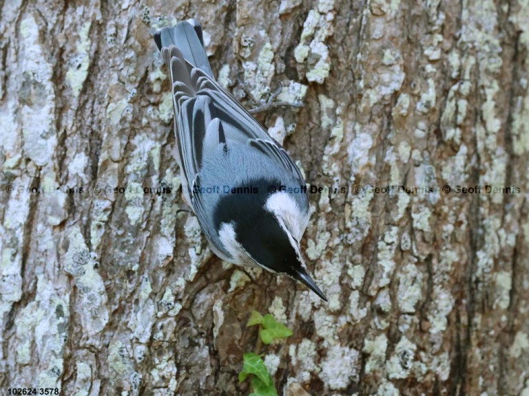 WBNU-BD_White-breasted-Nuthatch