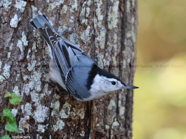 WBNU-BE_White-breasted-Nuthatch