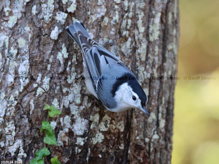 WBNU-BF_White-breasted-Nuthatch