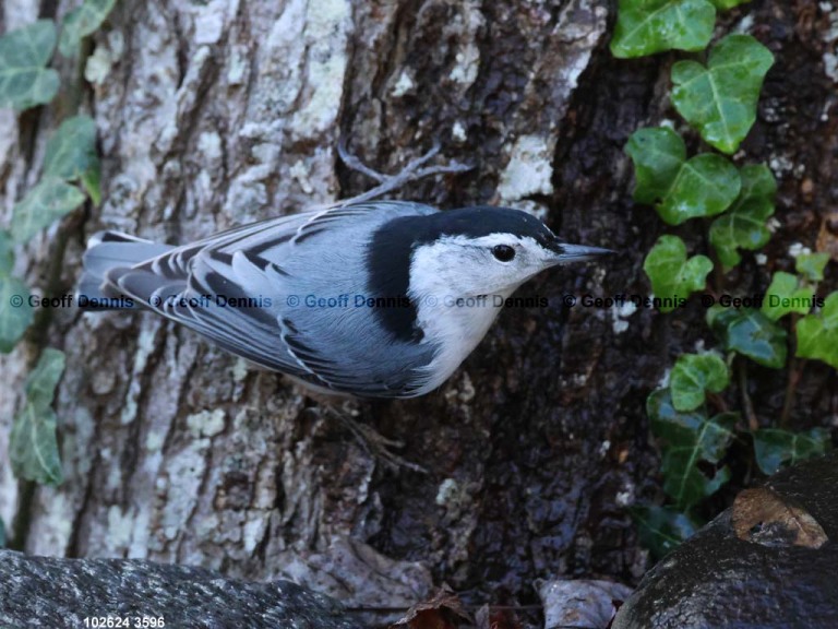 WBNU-BG_White-breasted-Nuthatch