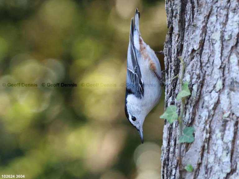 WBNU-BH_White-breasted-Nuthatch