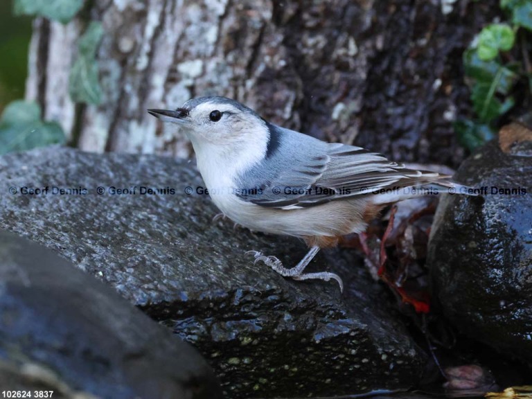 WBNU-BI_White-breasted-Nuthatch