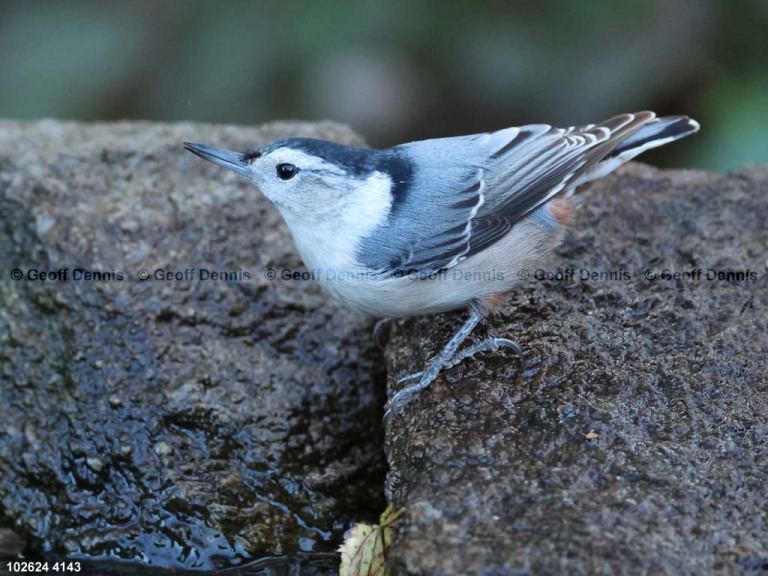 WBNU-BJ_White-breasted-Nuthatch