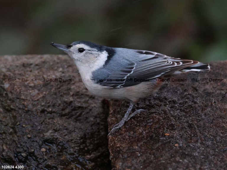 WBNU-BK_White-breasted-Nuthatch