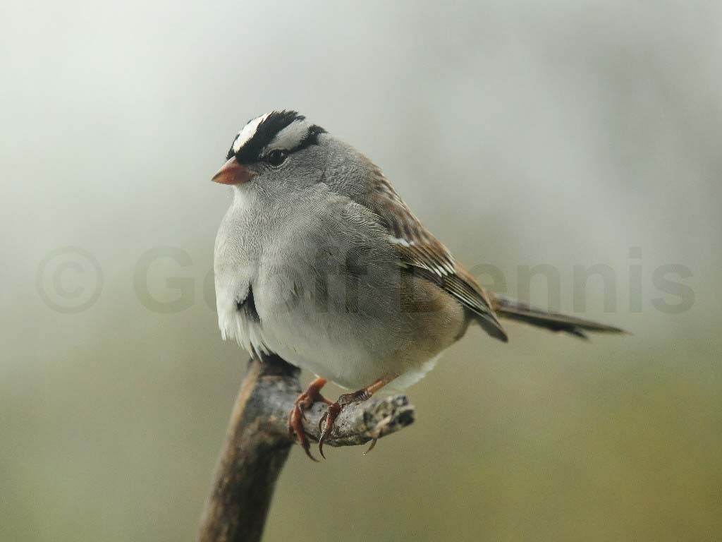 WCSP-AA_White-crowned-Sparrow