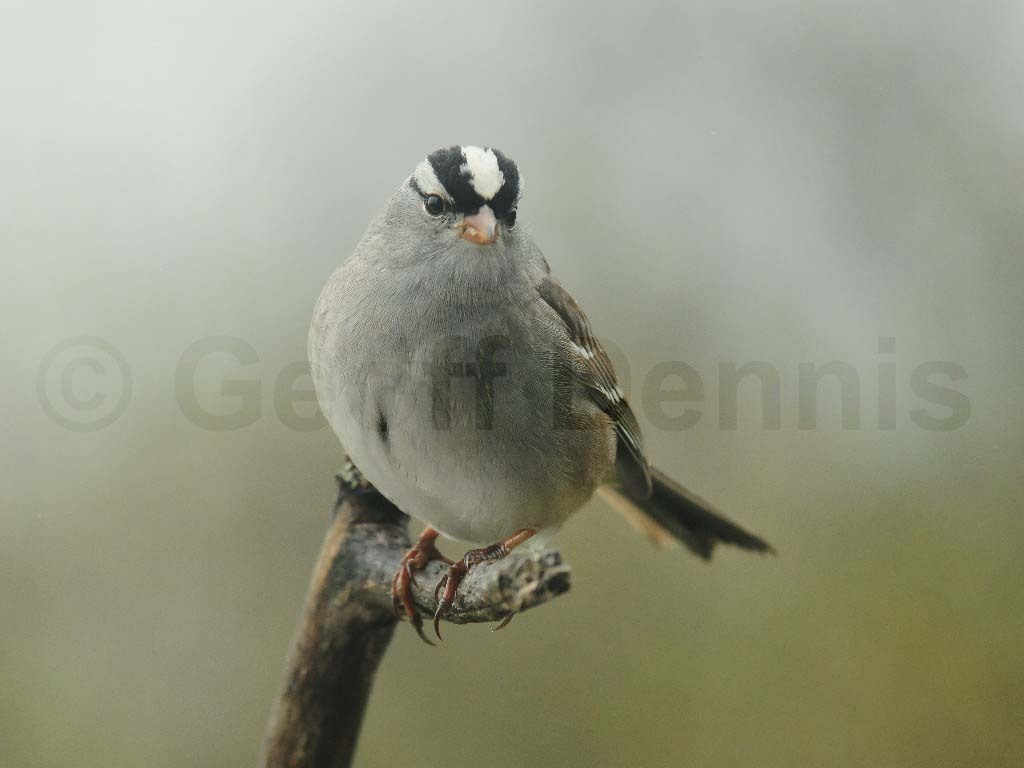 WCSP-AB_White-crowned-Sparrow