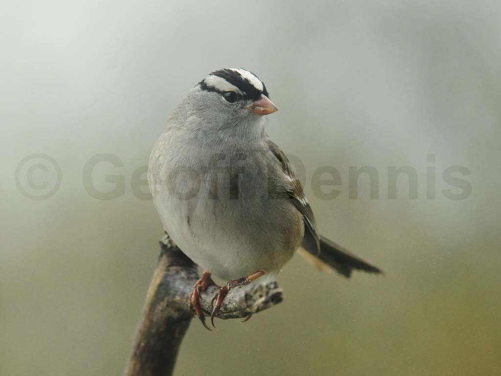 WCSP-AC_White-crowned-Sparrow