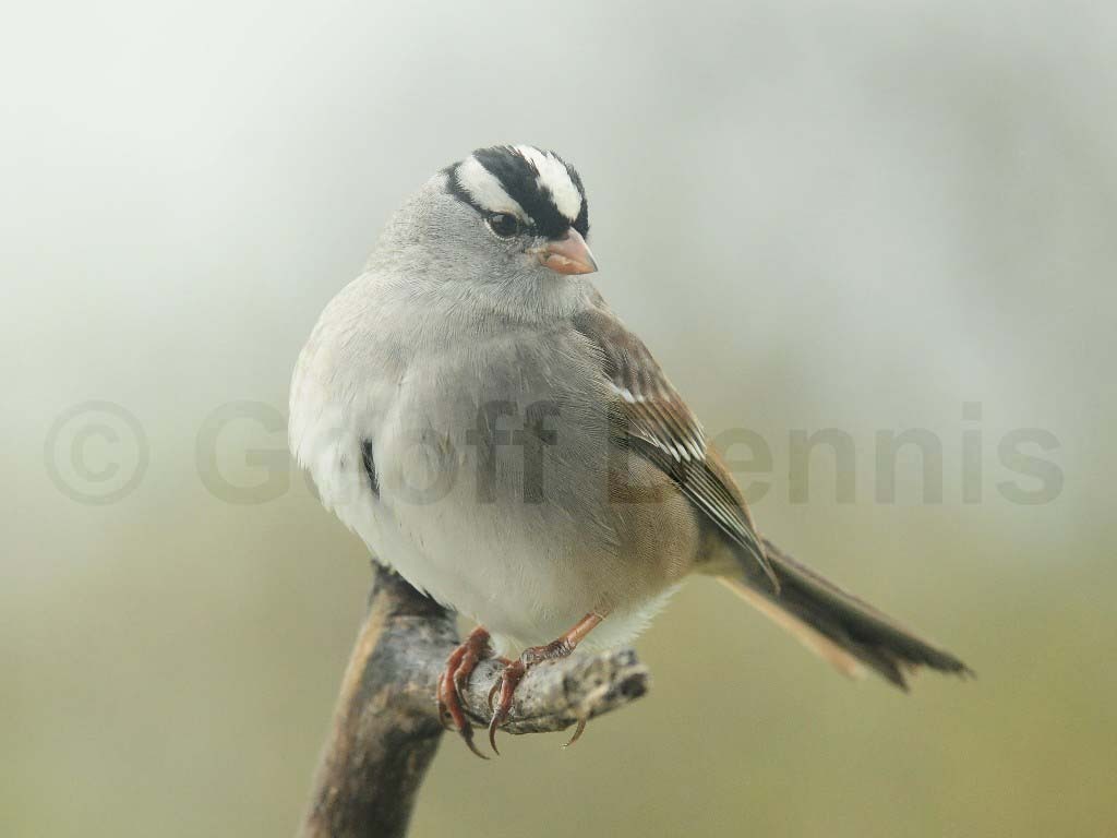 WCSP-AD_White-crowned-Sparrow