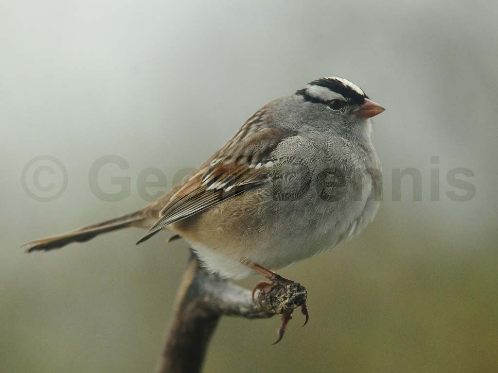WCSP-AE_White-crowned-Sparrow