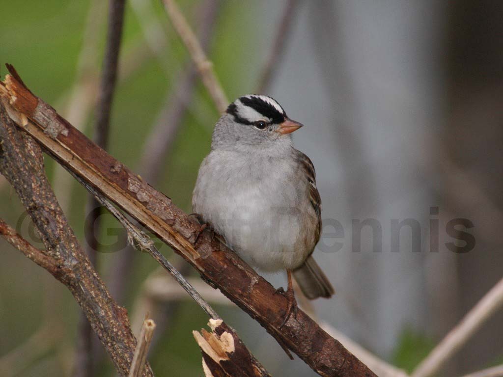 WCSP-AF_White-crowned-Sparrow