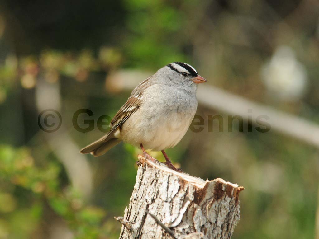 WCSP-AG_White-crowned-Sparrow