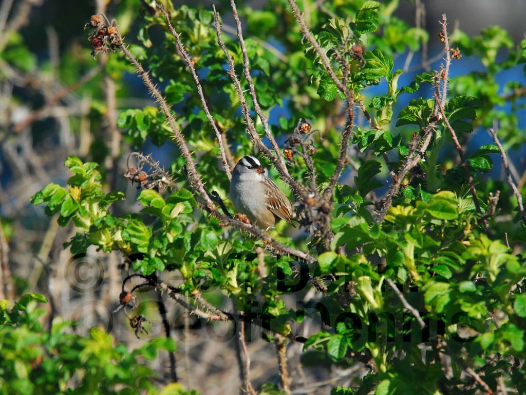 WCSP-AH_White-crowned-Sparrow