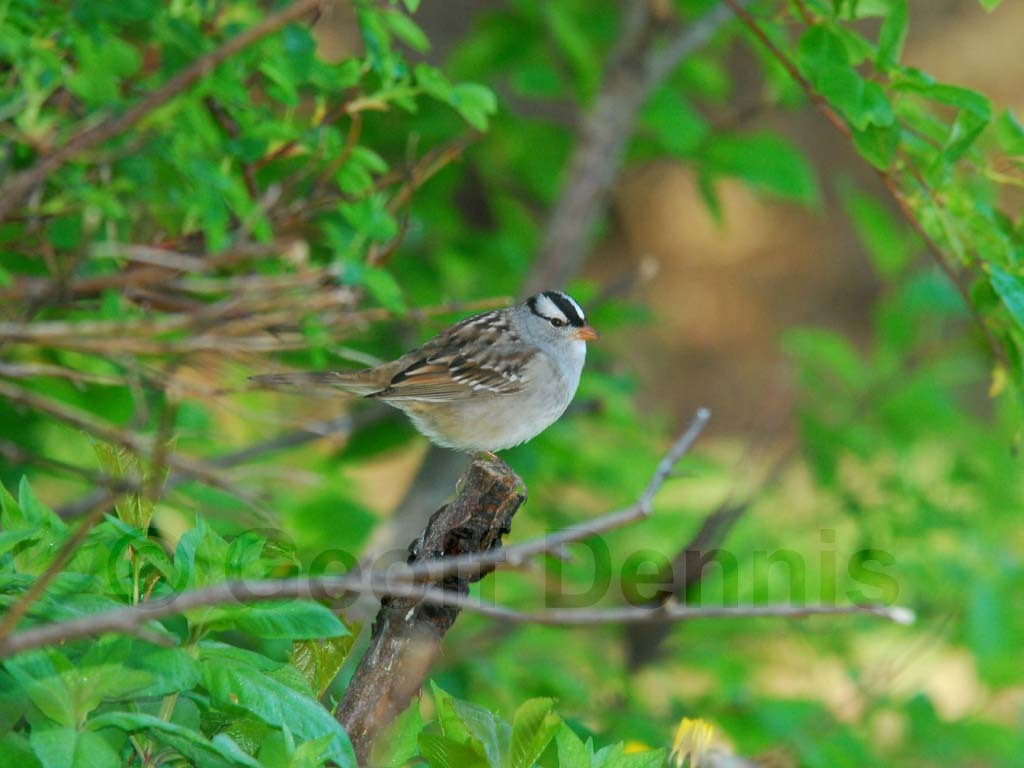 WCSP-AI_White-crowned-Sparrow