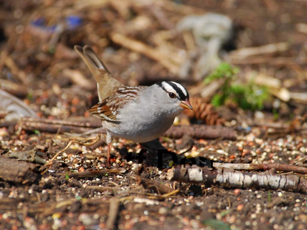WCSP-AJ_White-crowned-Sparrow