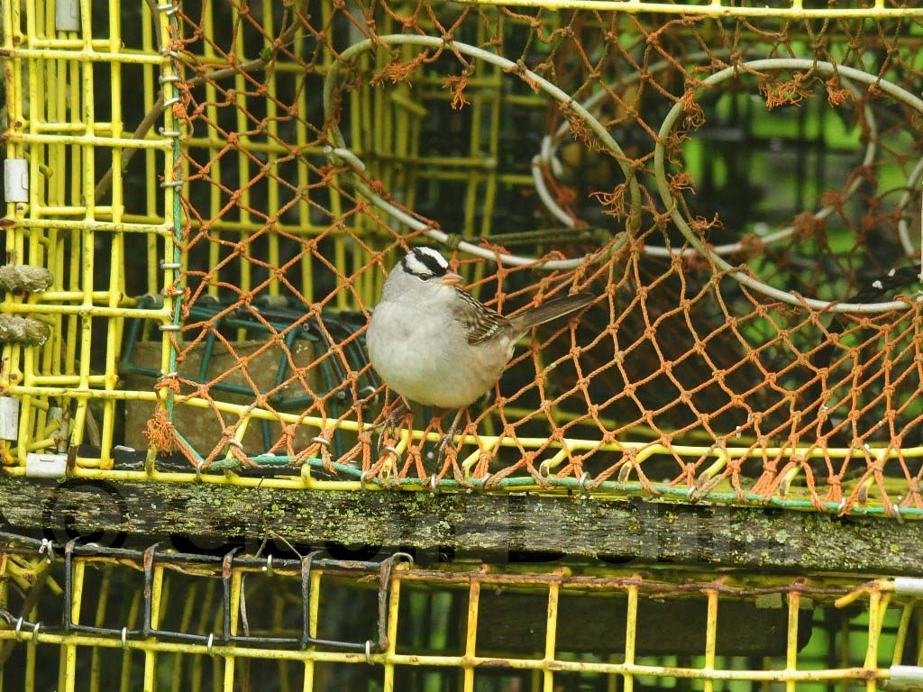 WCSP-AK_White-crowned-Sparrow