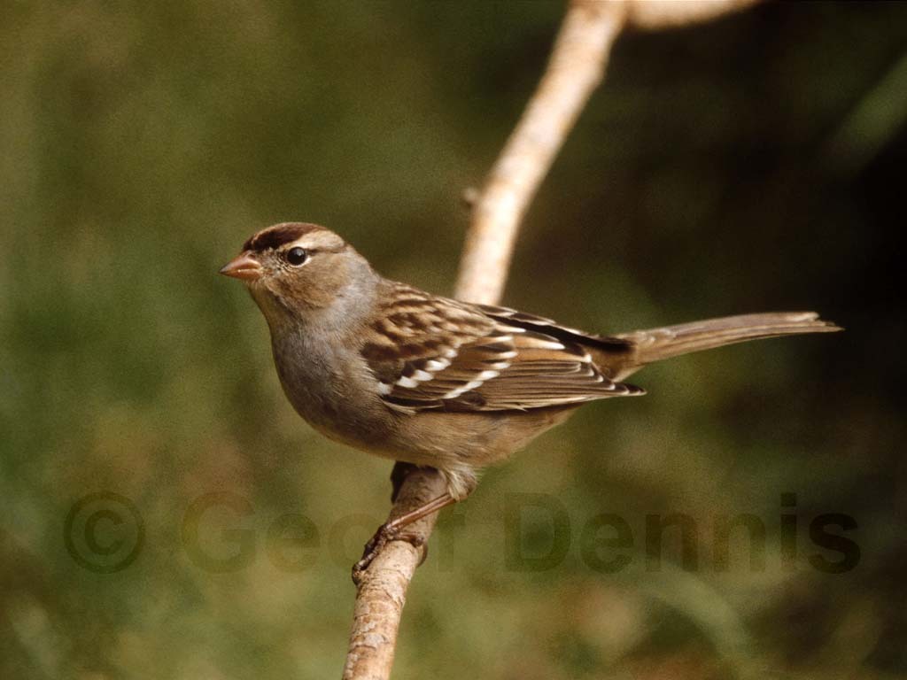 WCSP-AL_White-crowned-Sparrow