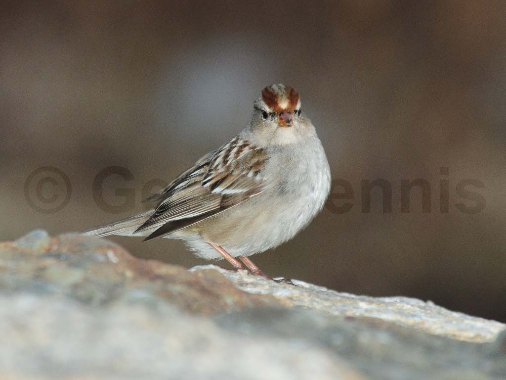 WCSP-AM_White-crowned-Sparrow