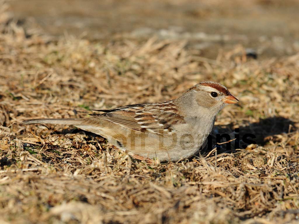WCSP-AN_White-crowned-Sparrow