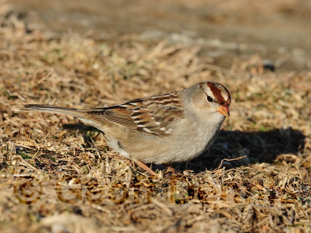 WCSP-AO_White-crowned-Sparrow