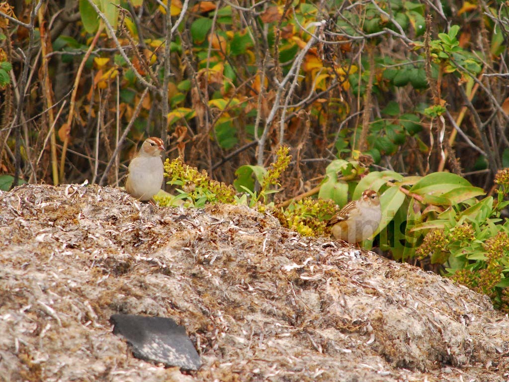 WCSP-AP_White-crowned-Sparrow