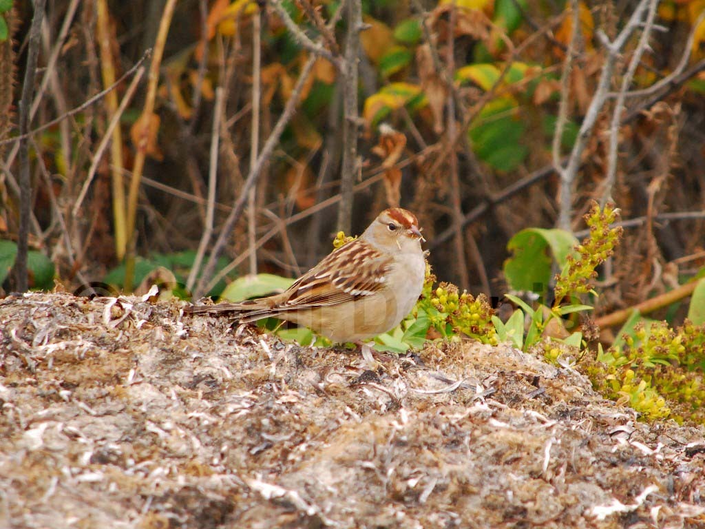 WCSP-AQ_White-crowned-Sparrow