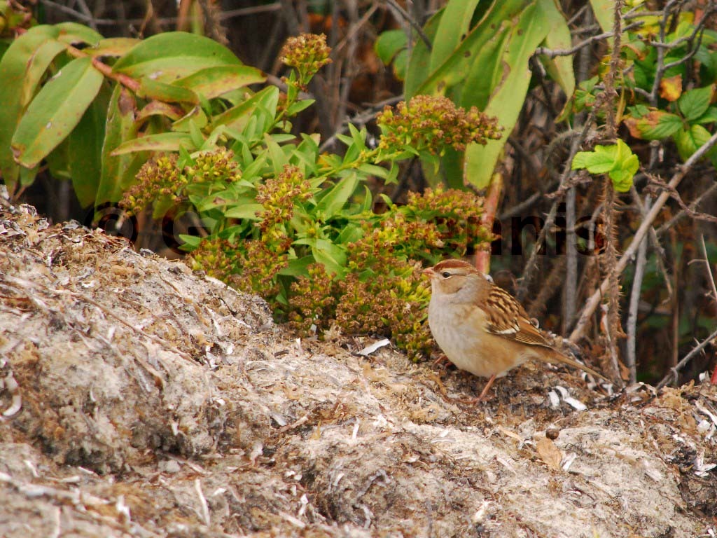 WCSP-AR_White-crowned-Sparrow