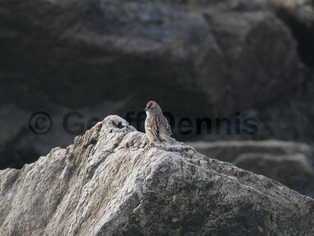 WCSP-AS_White-crowned-Sparrow