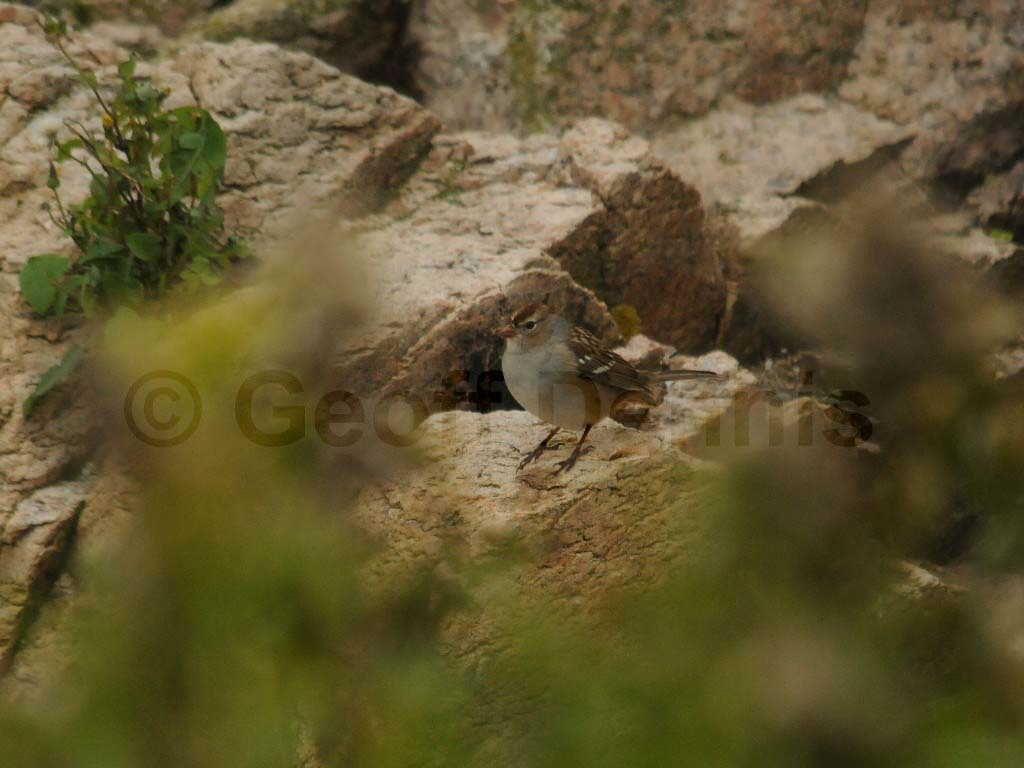 WCSP-AT_White-crowned-Sparrow